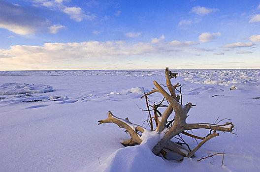枯木,枝条,冬天,风景,魁北克,加拿大