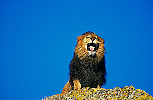 非洲狮,狮子,雄性,叫,岩石上,蓝天