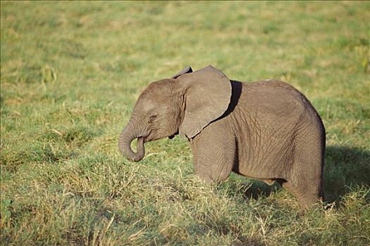 非洲象,幼小,草,安伯塞利国家公园,肯尼亚