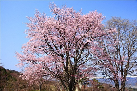 樱桃属,蓝天