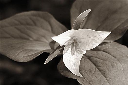 白色,延龄草,野花,黑白照片