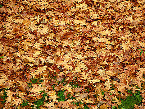 落叶,红栎,树