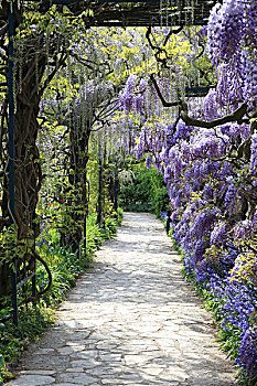日本,紫藤,小树林