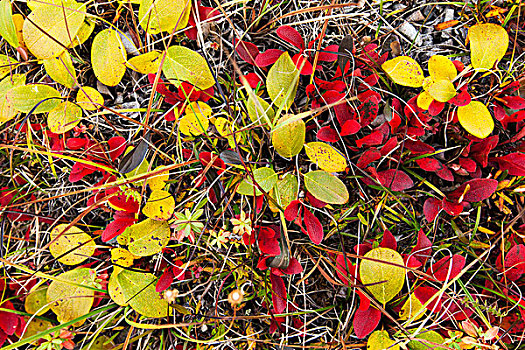 秋色,苔原,靠近,河,布鲁克斯山,阿拉斯加,美国