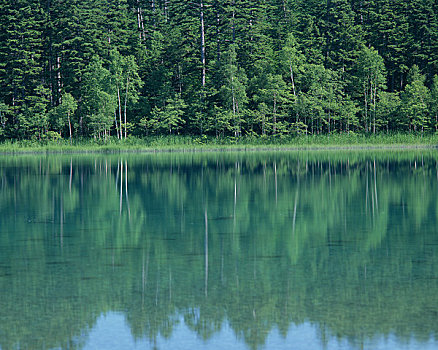 绿色,白桦,湖