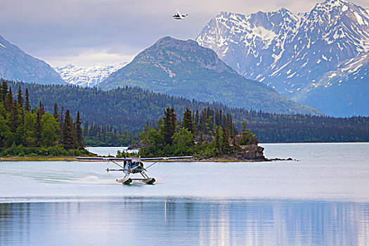 海狸,水上飞机,湖,幼兽,后面,进入,降落,克拉克湖,国家公园,阿拉斯加,夏天