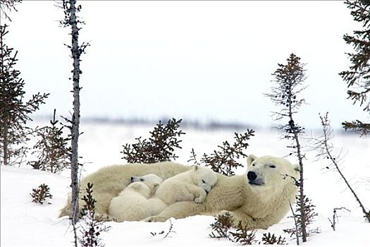 北极熊,三个,老,幼兽,休息,母兽,白云杉,脆弱,瓦普斯克国家公园,曼尼托巴,加拿大