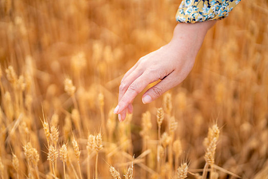 小麦和手