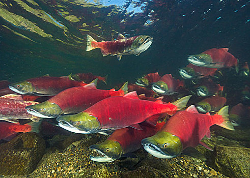 红大马哈鱼,红鲑鱼,群,游泳,产卵,省立公园,不列颠哥伦比亚省,加拿大