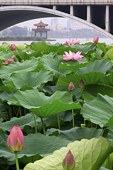 江南荷花亭子风景图片图片