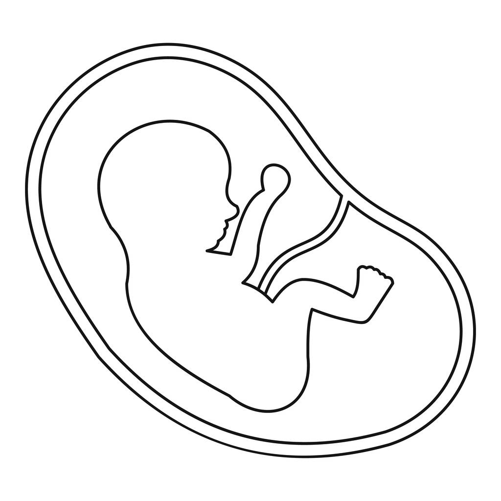胚胎简笔画图片