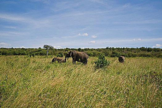 大象,马赛马拉国家保护区