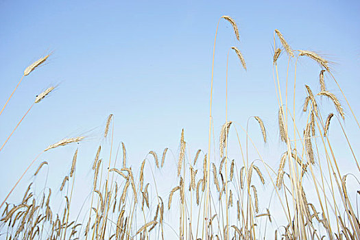 小麦,茎,蓝天