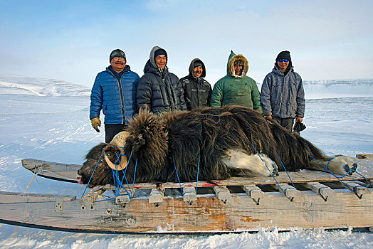 猎人,运输,杀死,麝牛,木质,雪撬,努纳武特,领土,加拿大,北美