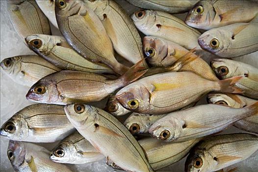 鱼肉,市场,丰沙尔,马德拉岛