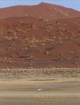 南方,长角羚羊,南非大羚羊,年轻,后代,砾石,下方,巨大,红色,沙丘,纳米比诺克陆夫国家公园,羚羊,长,笔直,沙漠,幸存,水