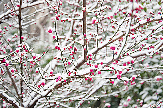 大雪中含苞待放的梅花