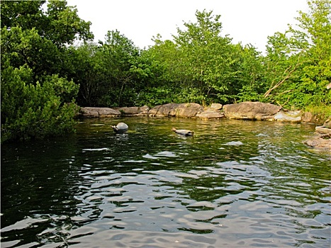 水池,树