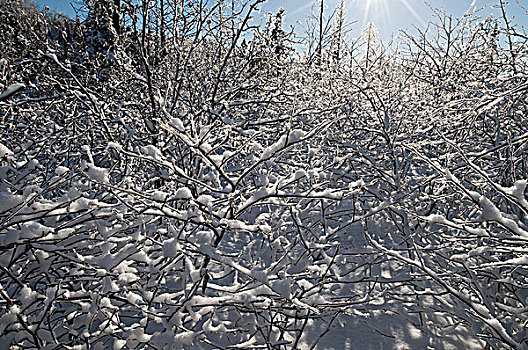 太阳,发光,冰盖,枝条,安大略省,加拿大