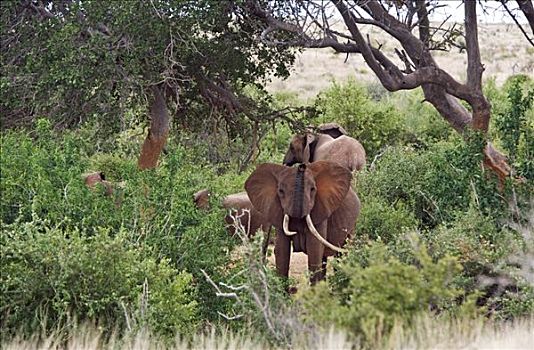 肯尼亚,东察沃国家公园,母牛,大象,怪异,獠牙,象鼻,嗅,空气