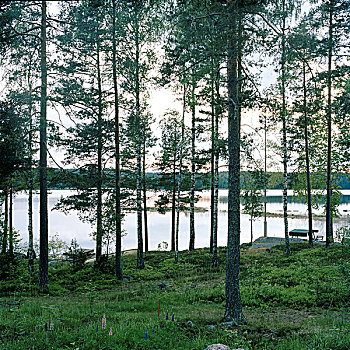 树,前景,模糊,湖,背景,黃昏,夏天,瑞典