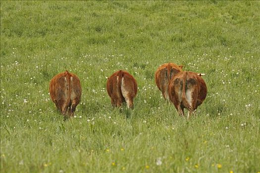 家牛,吃草,法国