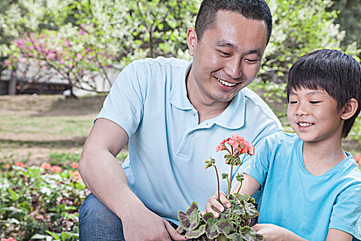 父子,种植,花