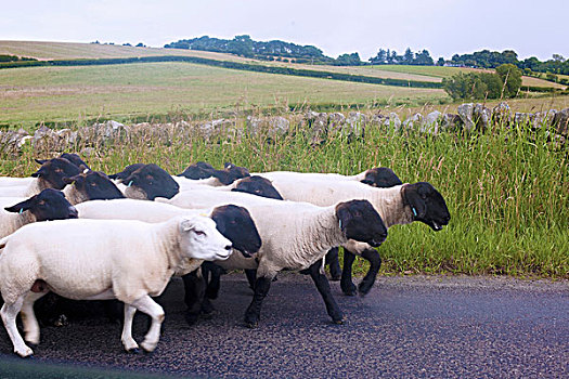 侧面视角,绵羊,乡村道路,坎布里亚,英国