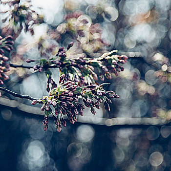 芽,樱桃树,春天,太阳