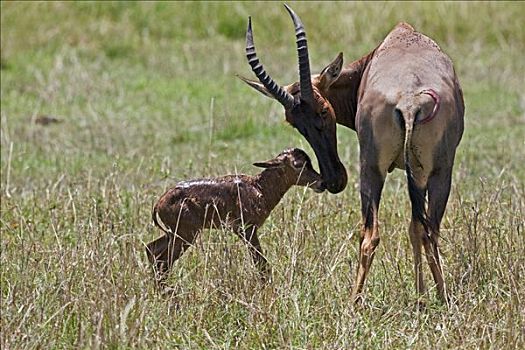 肯尼亚,纳罗克地区,马赛马拉,羚羊,诞生,幼兽,马赛马拉国家保护区