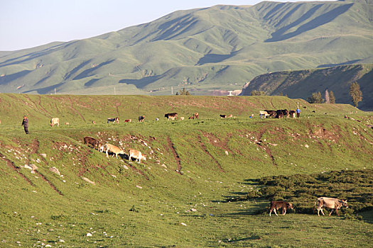 唐布拉草原自由的牛羊