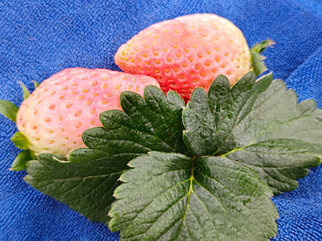 草莓,淡雪草莓