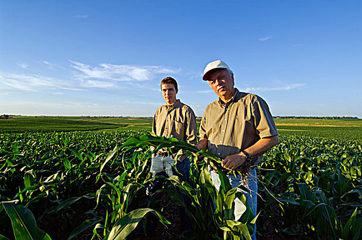 农业,农民,儿子,姿势,检查,生长,玉米作物,地点,晚霞,爱荷华,美国