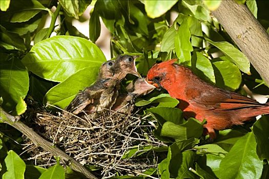主红雀,父亲,喂食,幼禽,巢,亚利桑那