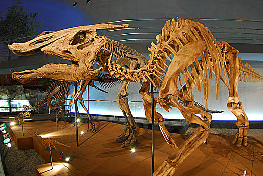 恐龙,博物馆