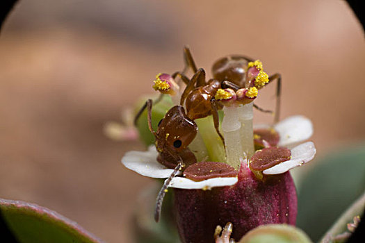 蚂蚁,花,花蜜