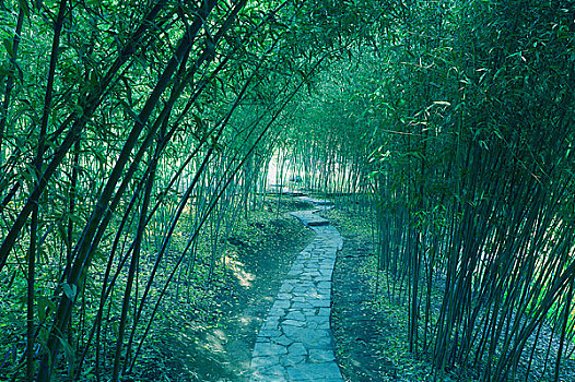 小路,竹林,紫色,竹子,公园,北京,中国