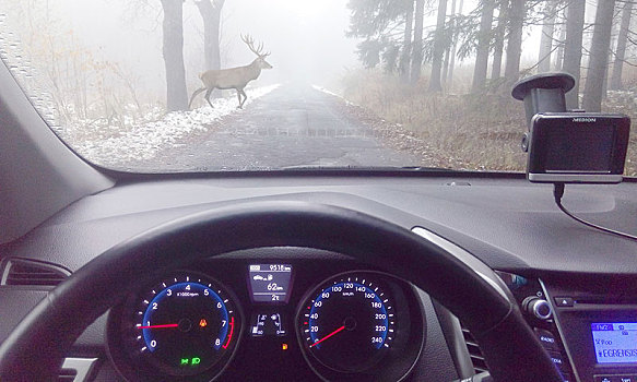 鹿,穿过,雾状,道路,风景,汽车,挡风玻璃,德国,欧洲