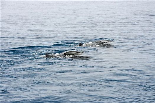 密克罗尼西亚,大鳐鱼,双吻前口蝠鲼,海洋,表面