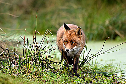 红狐,狐属,溪流,北荷兰,荷兰