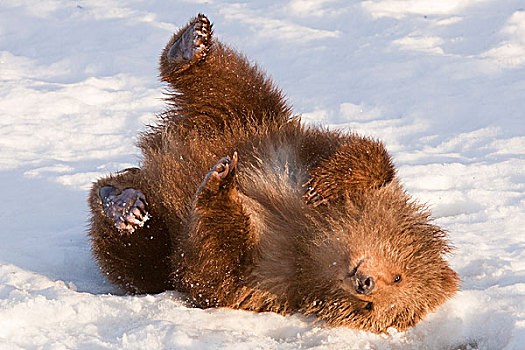 俘获,雌性,科迪亚克熊,棕熊,初雪,阿拉斯加野生动物保护中心,阿拉斯加,冬天