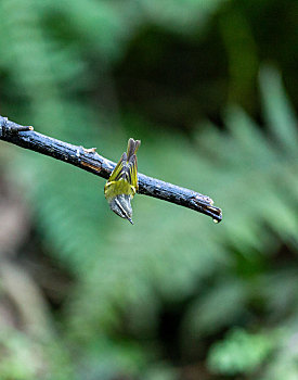 栖息在中国西南山间茂密林下的灰喉柳莺鸟