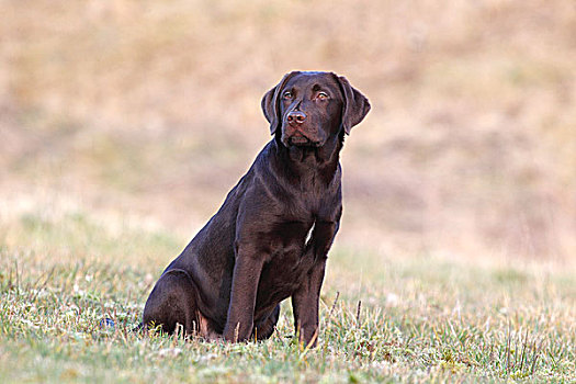 巧克力拉布拉多犬,雄性,狗,坐,草,德国,欧洲