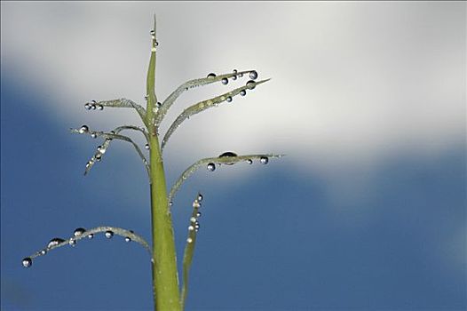 草,小水滴,南美大草原,琳达,纳韦尔瓦皮,国家公园,巴塔哥尼亚,阿根廷