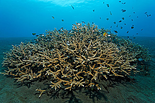 大,珊瑚,鱼,分岔,巴厘岛,岛屿,小巽他群岛,海洋,印度尼西亚,印度洋,亚洲