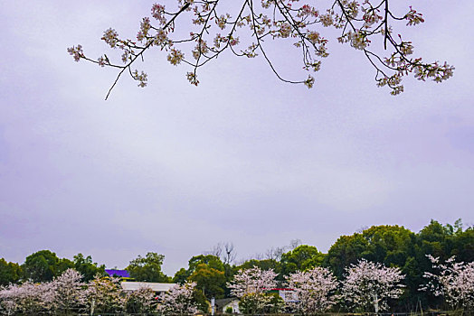 浪漫唯美的樱花