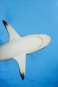 密克罗尼西亚,剪影,灰礁鲨,黑尾真鲨
