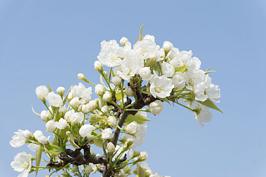 春天里蓝色天空下一枝盛开的白色梨花