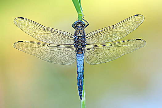 蜻蜓,雄性,中间,萨克森安哈尔特,德国,欧洲