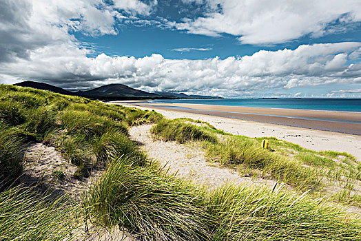 海滩风景,沙丘草,靠近,湾,爱尔兰